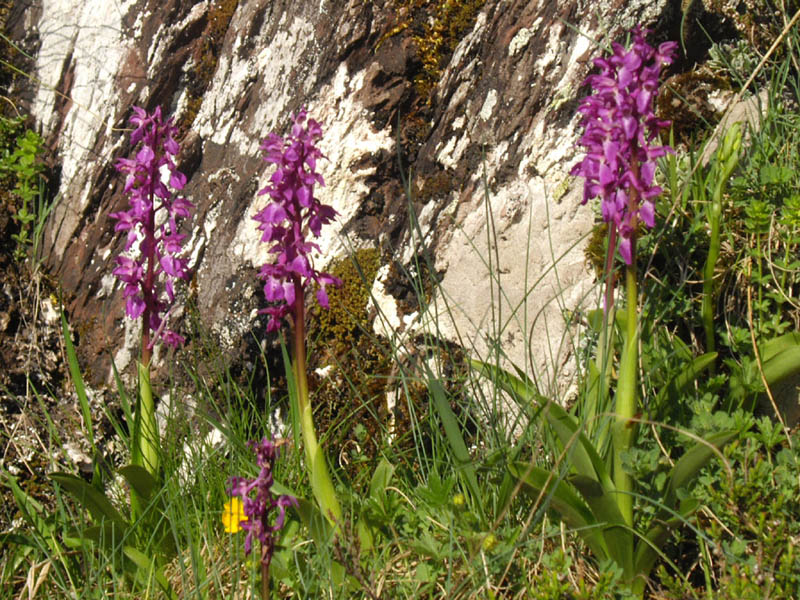 Orchis mascula en fleurs dans une prairie maigre des Pyrénées